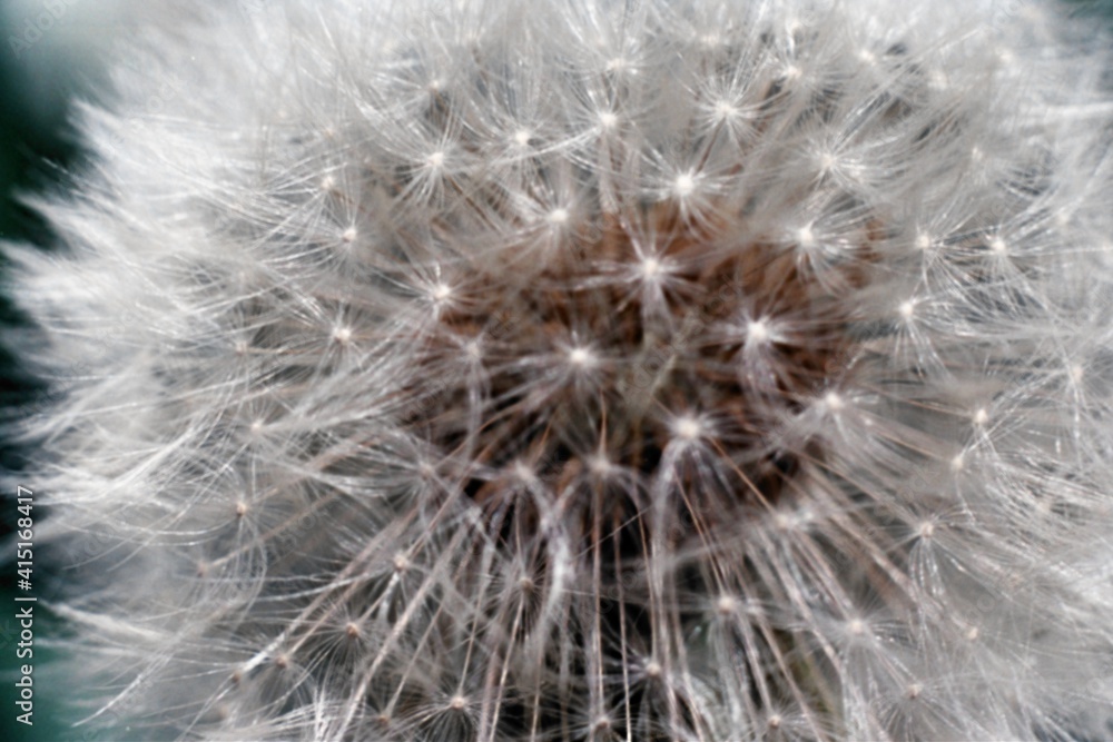 Obraz premium Flower on film