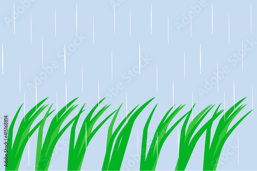 田んぼに雨(穀雨のイメージ)背景あり