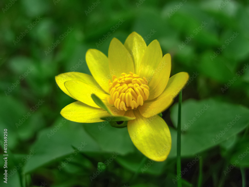yellow anemones in the spring forest yellow anemones in the spring forest