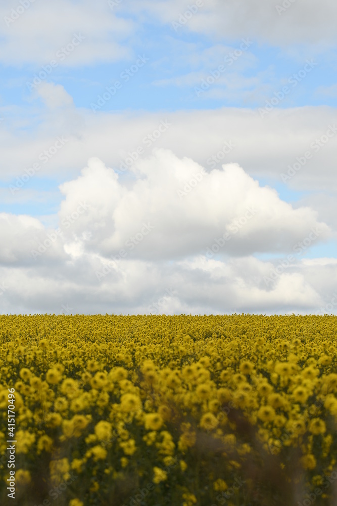 Obraz premium Sunflower field and blue sky. 