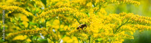 Banner with bee on bright yellow flowers of Goldenrod: the process of pollination. Selective focus. Copy space