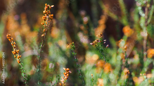 D'innombrables fleurs de bruyère sauvage jonchent le sol de la forêt des Landes de Gascogne, sous une lumière radieuse