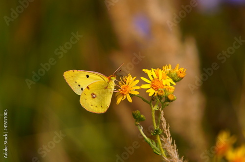 butterfly on yellow flower © Станислав 