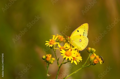 butterfly on yellow flower © Станислав 
