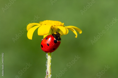 spring messenger, ladybug on flowering branch