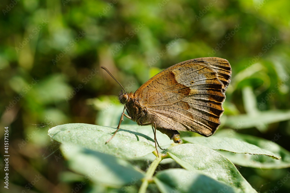 Obraz premium butterfly on leaf