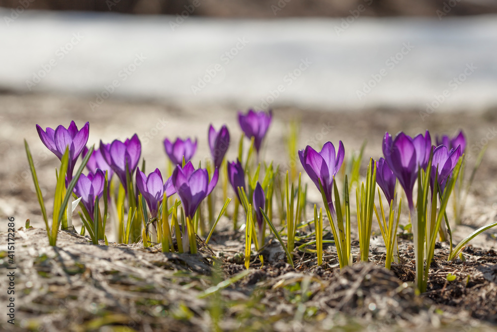 Purple crocuses on a meadow at spring sunny day Purple crocuses on a meadow at spring sunny day
