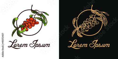 Vector set of sea buckthorn logo isolated on white and black background. Medical herb sign. Hand draw botany illustration.