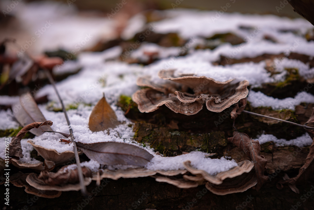 Turkey tail mushroom on a tree trunk. Trametes versicolor medicinal healthcare plant covered with snow Turkey tail mushroom on a tree trunk. Trametes versicolor medicinal healthcare plant covered with snow