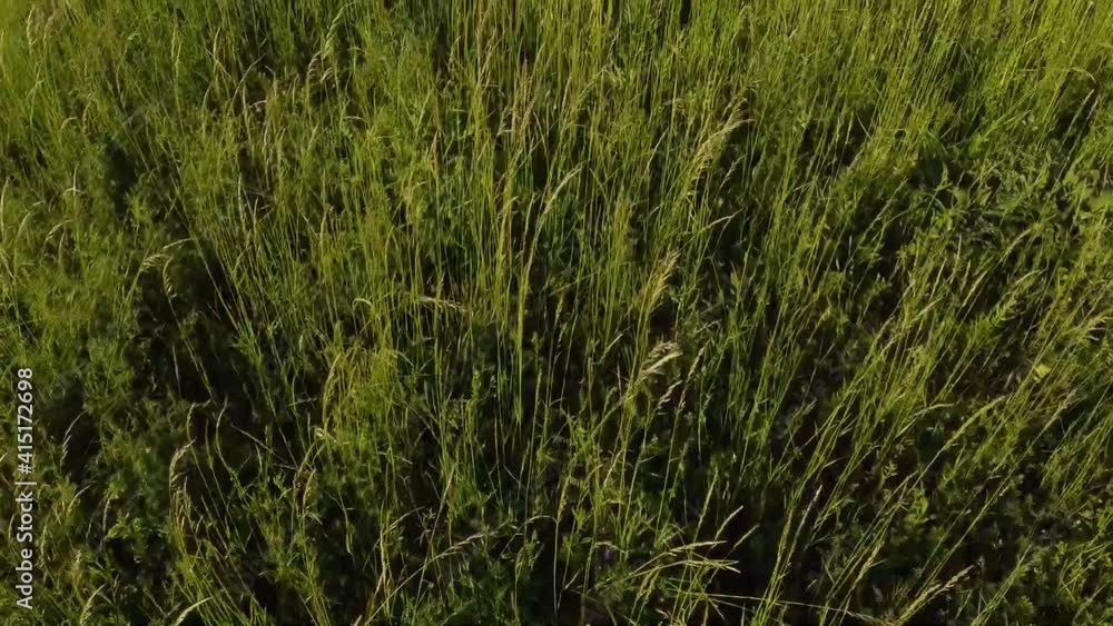 Amazing spring landscape with green plants and flowers aerial footage Amazing spring landscape with green plants and flowers aerial footage