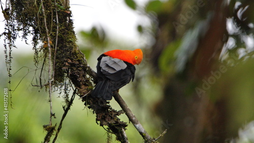 Andean cock-of-the-rock (Rupicola peruvianus) in a lek in Sucumbios province near El Reventador Volcano, Ecuador photo