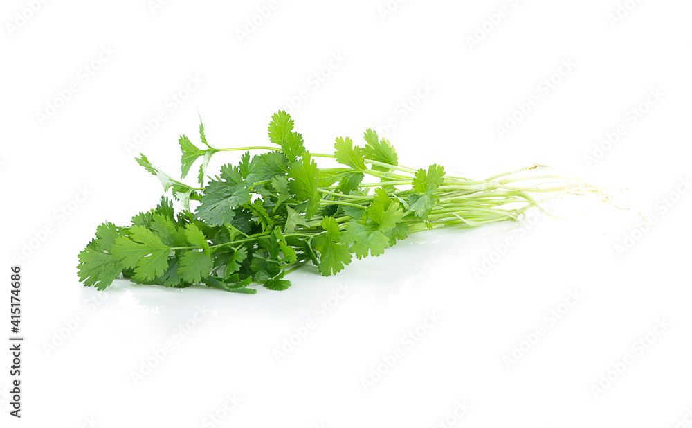 coriander isolated on white background coriander isolated on white background