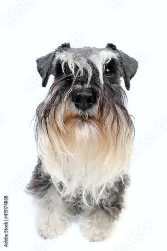 fun dog face miniature schnauzer isolated on white 