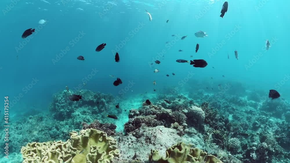 Reef Coral Scene. Tropical underwater sea fish. Hard and soft corals, underwater landscape. Panglao, Bohol, Philippines.