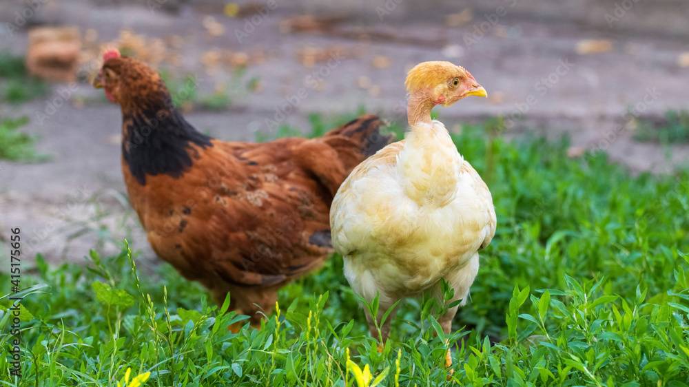 Fototapeta premium Two chickens with white and brown feathers in the garden