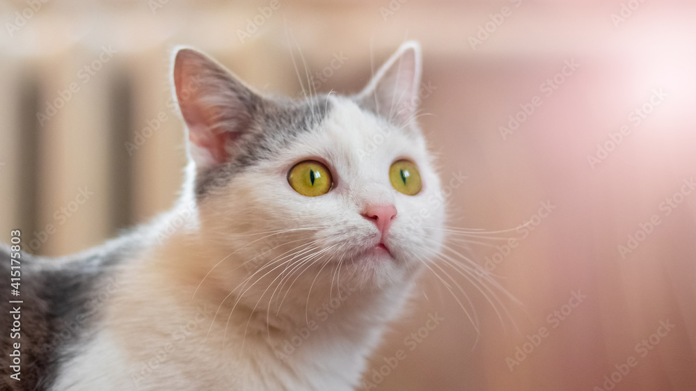 White spotted cat in the room looking up