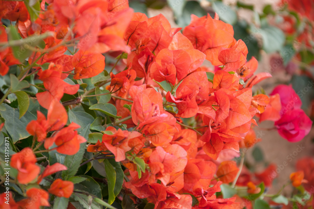 Red blooming bougainvillea flowers, close-up Red blooming bougainvillea flowers, close-up