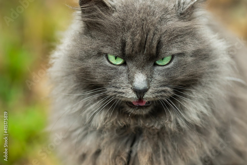 Portrait of green-eyed cat. Macro image with selective focus © Irina