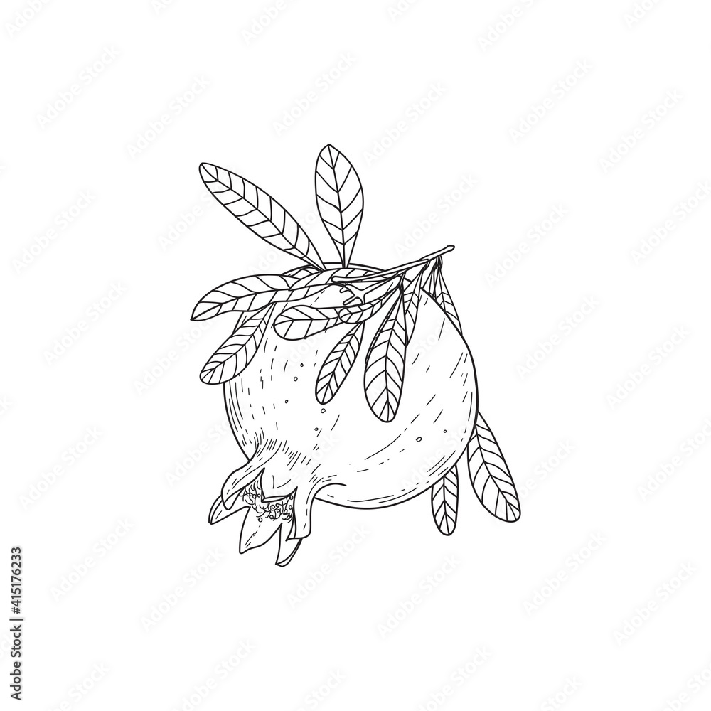 Black and white vector image of a pomegranate with leaves Black and white vector image of a pomegranate with leaves