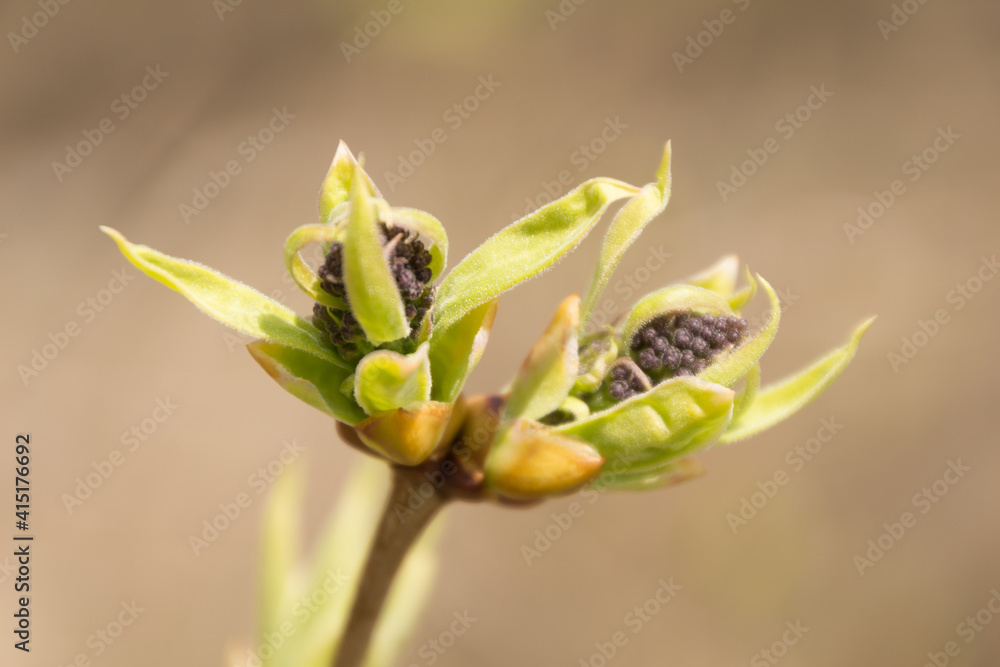 Flower seedpod encasing seeds Flower seedpod encasing seeds