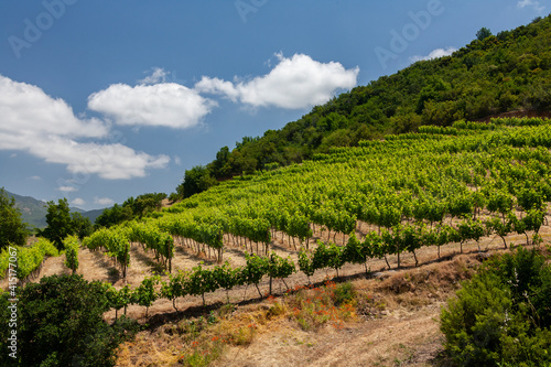 Foto Vineyards in the Colchagua Valley - Chile