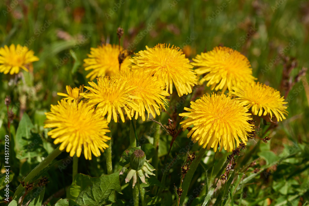 Gewöhnlicher Löwenzahn (Taraxacum sect. Ruderalia) Gewöhnlicher Löwenzahn (Taraxacum sect. Ruderalia)