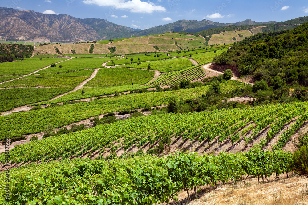 Vineyards in the Colchagua Valley - Chile