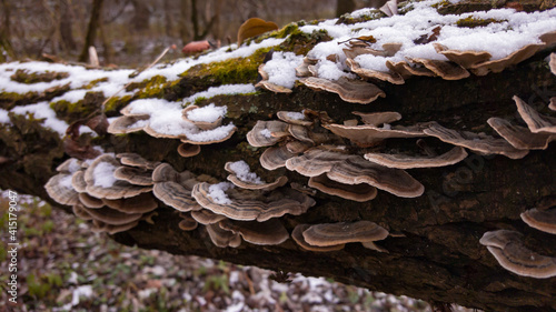 Turkey tail mushroom on a tree trunk. Trametes versicolor medicinal healthcare plant covered with snow