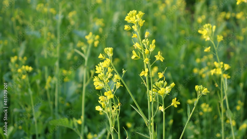 Yellow mustard flower field in India. The Mustard flower field is fully blooming.