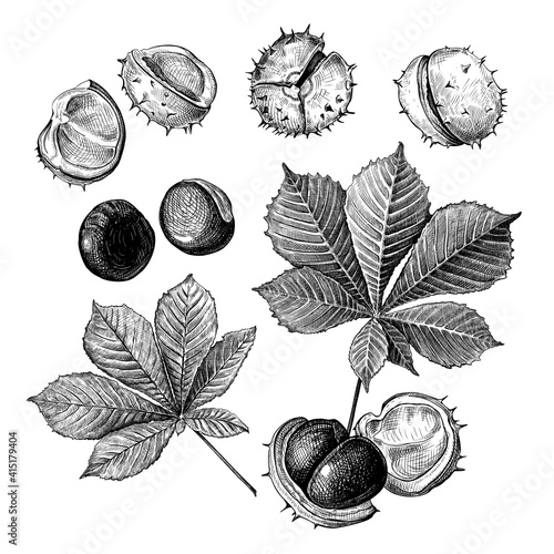Foto Set of different hand drawn leaves and fetus of chestnuts