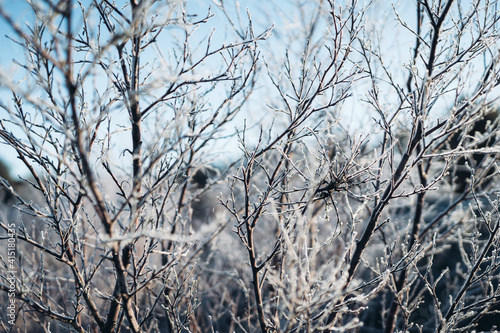 frozen tree branches photo