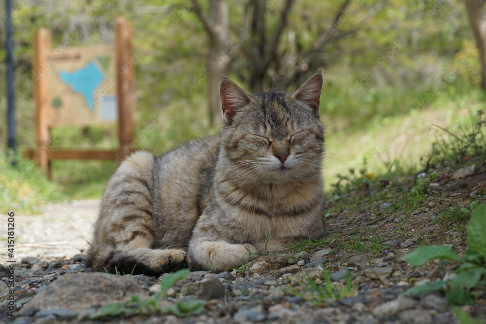 寝ようとしている猫