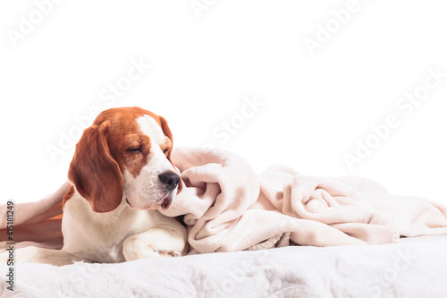 Beagle under a white blanket, isolated on a white background.