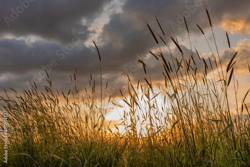 swaying grain grass at sunset with dramatic  sky