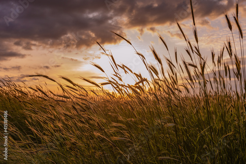 swaying grain grass at sunset with dramatic sky