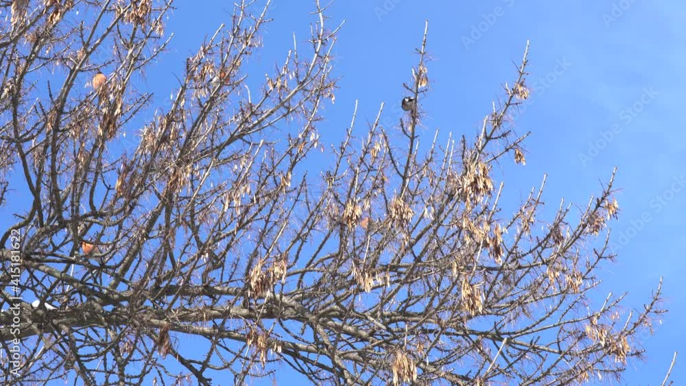 Group of cute small red bullfinch birds sitting on branches of tree covered with snow and eating seeds happily. 4k stock video footage of beautiful frosty sunny winter landscape Group of cute small red bullfinch birds sitting on branches of tree covered with snow and eating seeds happily. 4k stock video footage of beautiful frosty sunny winter landscape