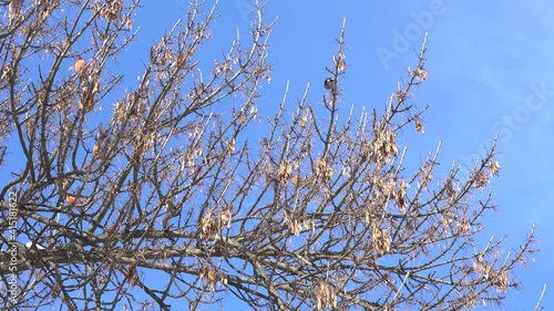Group of cute small red bullfinch birds sitting on branches of tree covered with snow and eating seeds happily. 4k stock video footage of beautiful frosty sunny winter landscape
