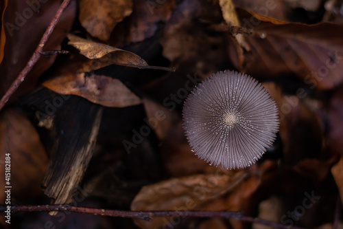 Coprinopsis lagopus mushroom known as Haresfoot clover in the forest during fall season photo