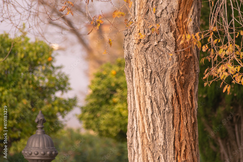 Obraz premium Landscape of a tree with orange leaves in a forest