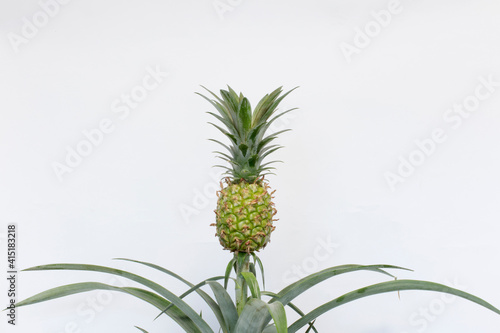 Green pineapple growing in a pot