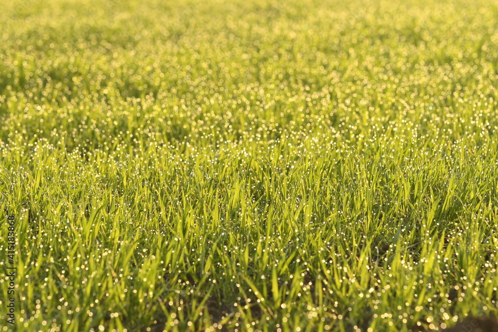 Dew on grass.