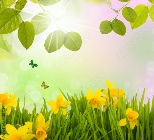 Fresh daffodil spring background with butterflys and green meadow in landscape.