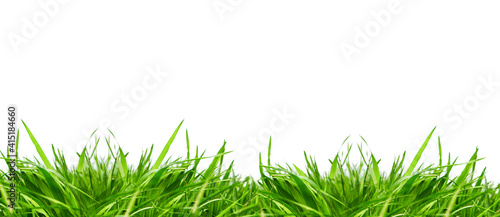 Fresh green grass lawn with blades and leaves against isolated white studio background.