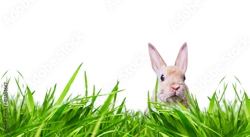 Fotografia easter bunny with easter eggs