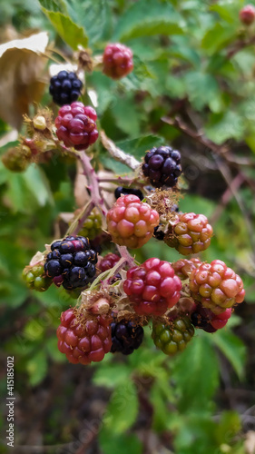 berries of blackberry