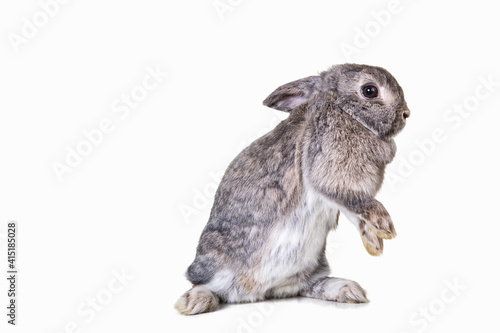 Cute brown,gray dwarf rabbit on hind legs photographed against isolated background in studio.