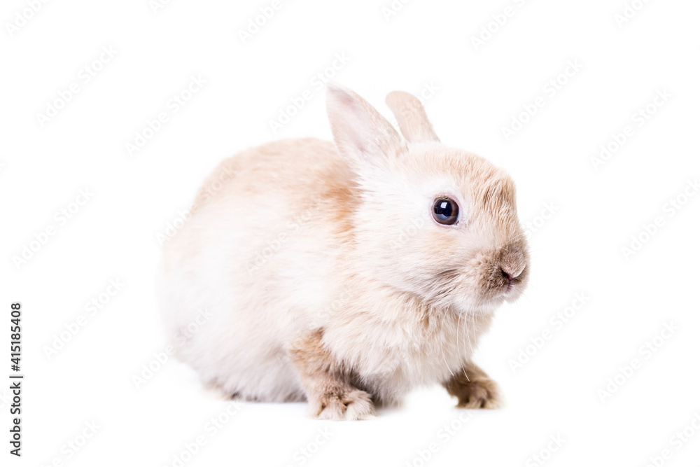 Cute little beige bunny isolated on white background. Cute little beige bunny isolated on white background.