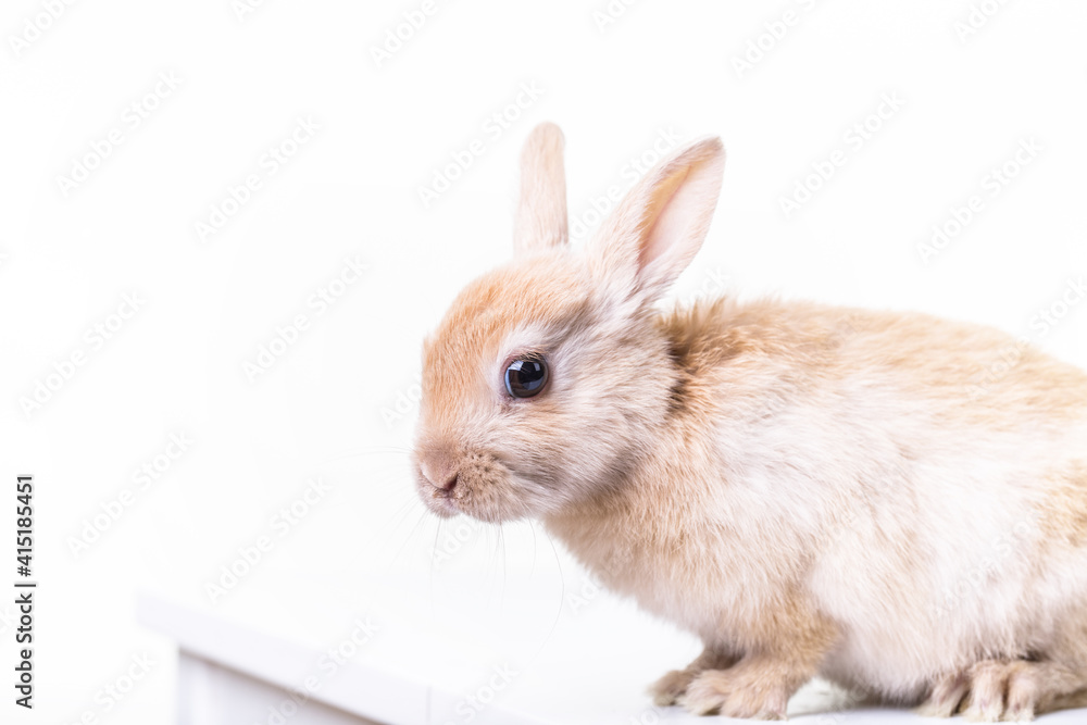 Fototapeta premium Beige little bunny in front of studio white background.