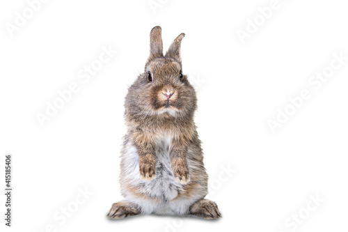 Cute gray, brown wild bunny stands on its hind legs against white isolated background.