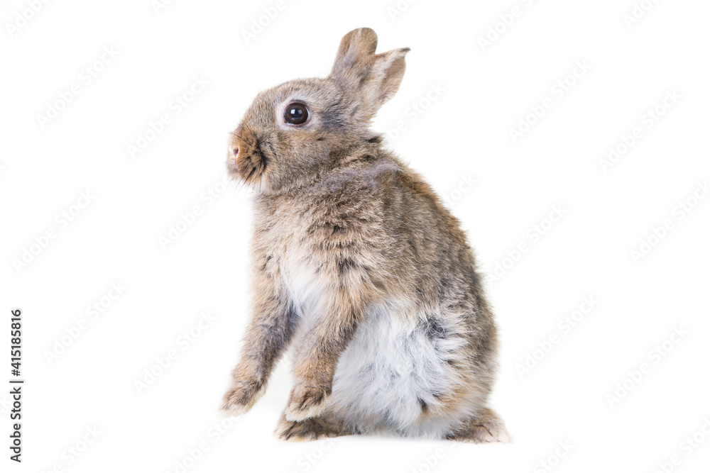 Obraz premium Cute gray,wild rabbit on isolated background in studio,standing on hind legs.